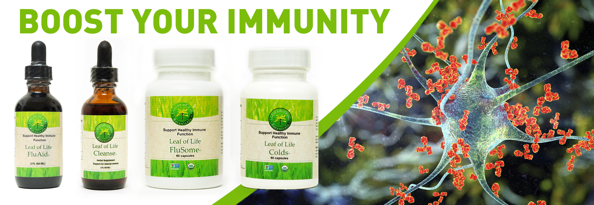 Boost Immuniy